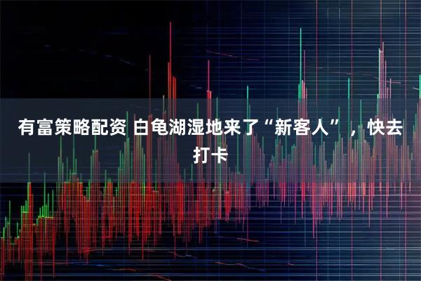 有富策略配资 白龟湖湿地来了“新客人” ，快去打卡